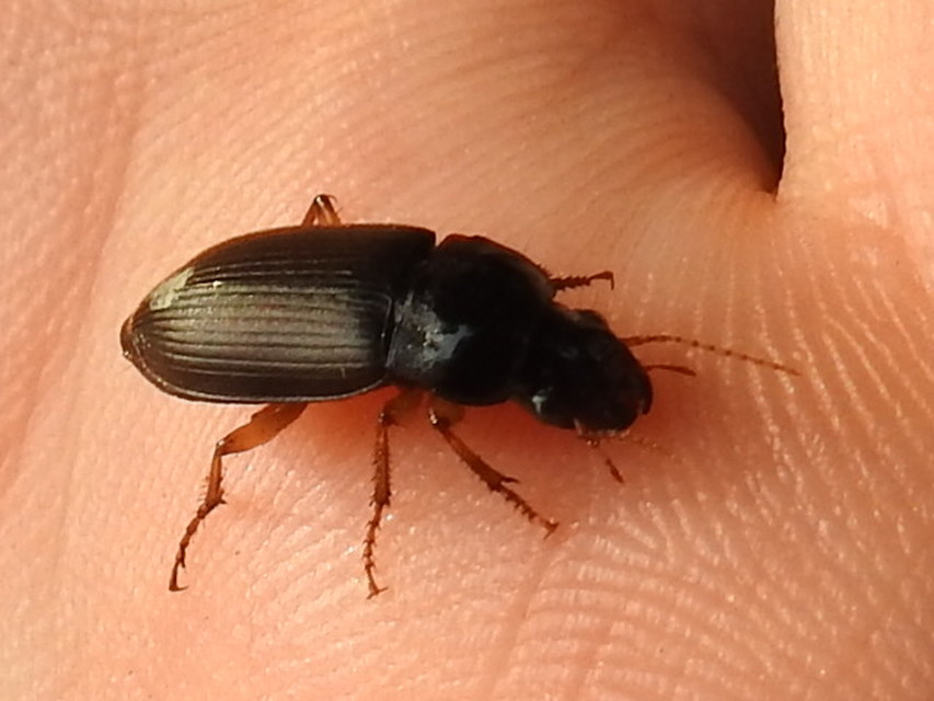 Harpalus griseus - kis selymesfutó