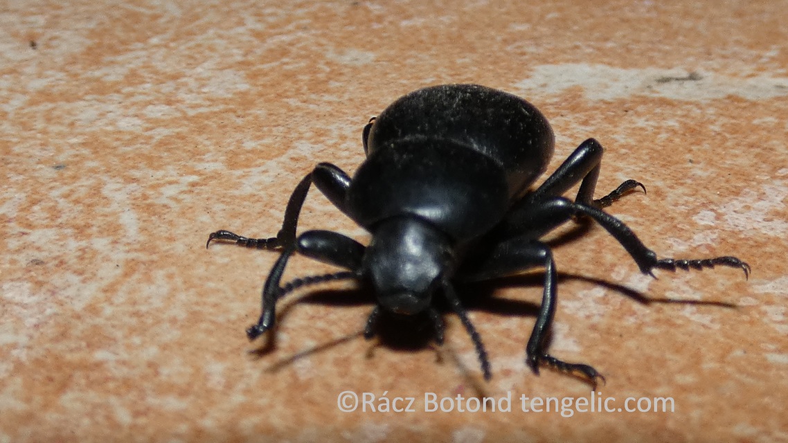 Gnaptor spinimanus - pohos gyászbogár