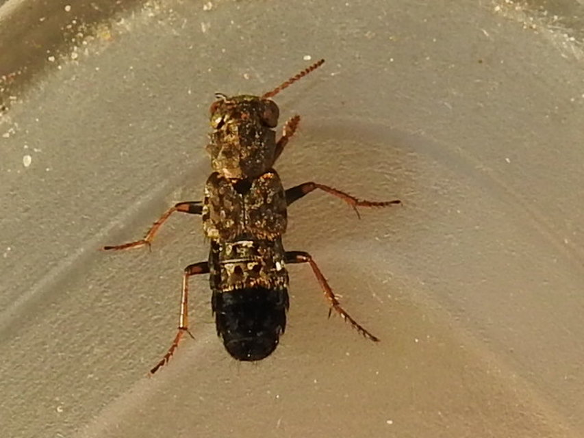 Ontholestes haroldi - sárgatérdű holyva