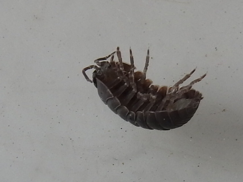 Armadillidium vulgare - szürke gömbászka