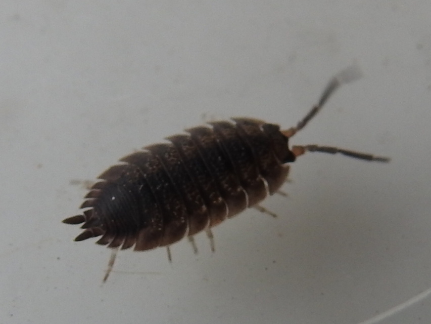 Porcellio scaber - érdes pinceászka