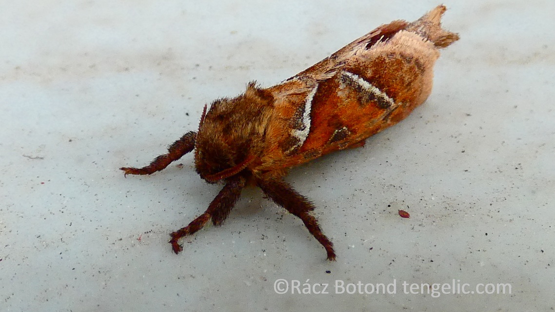 Triodia sylvina - kis gyökérrágólepke