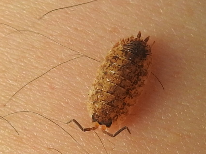 Porcellio scaber - érdes pinceászka