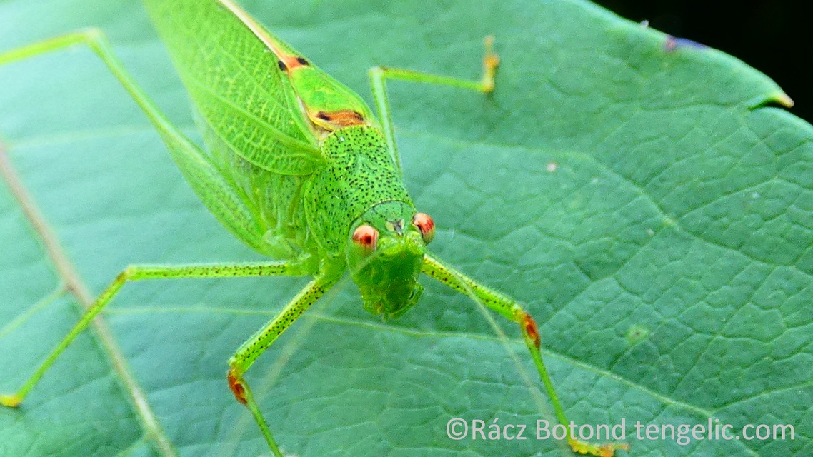 Phaneroptera