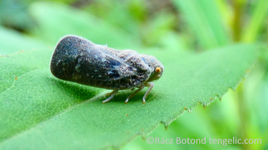 Metcalfa pruinosa - amerikai lepkekabóca
