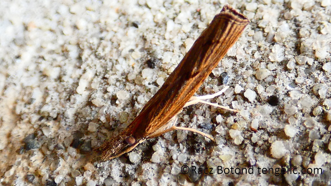 Pediasia contaminella - mocskos fűgyökérmoly