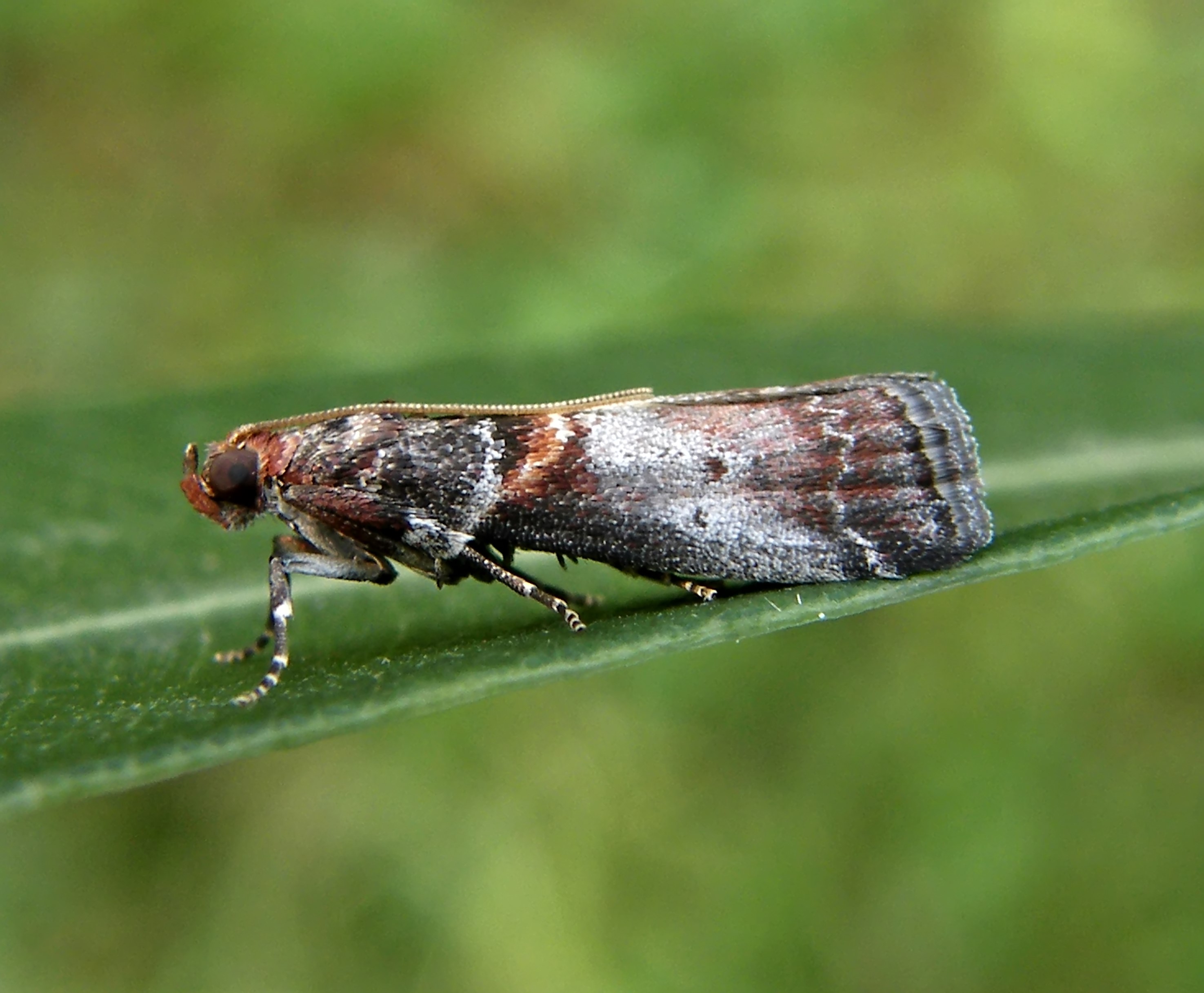 Acrobasis advenella - gerleszínű karcsúmoly
