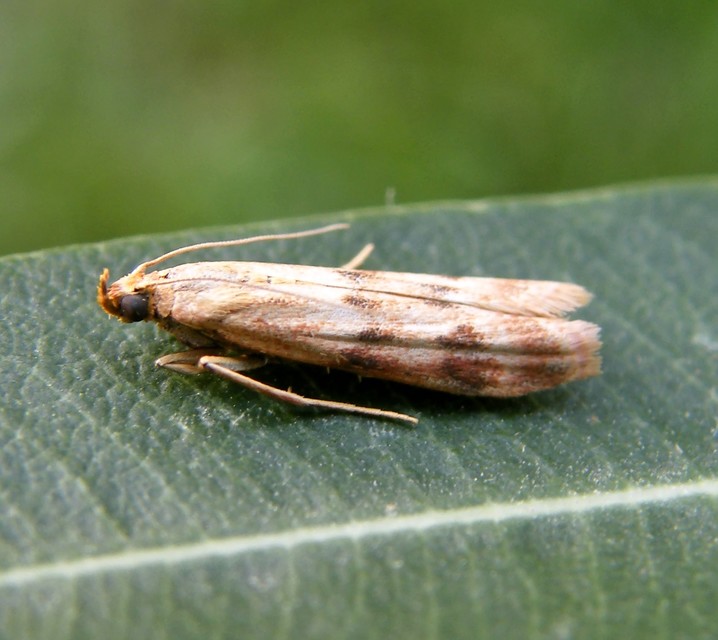 Homoeosoma sinuella - agyagsárga karcsúmoly