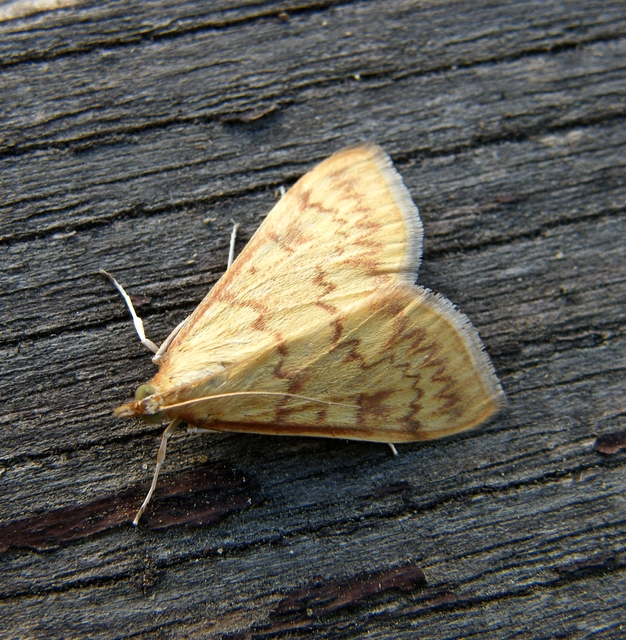 Ostrinia nubilalis - kukoricamoly