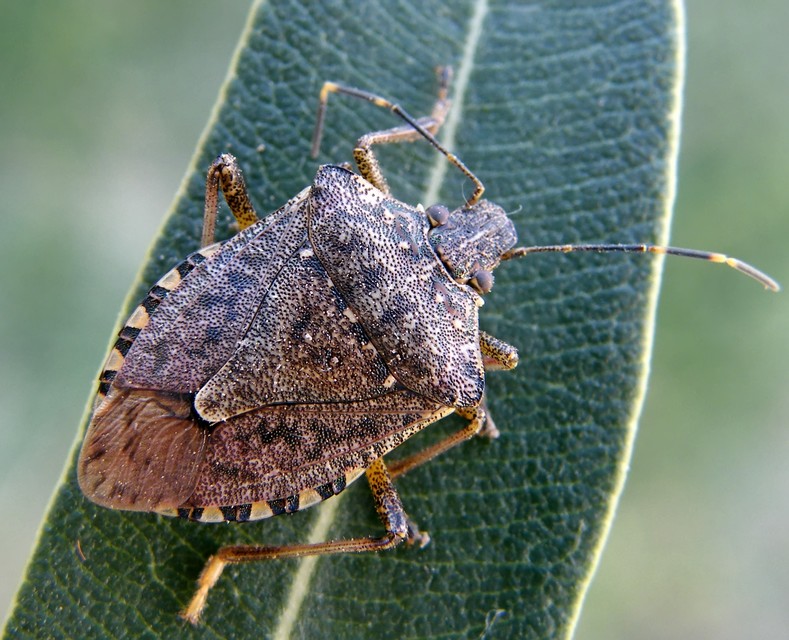Halyomorpha halys - ázsiai márványospoloska