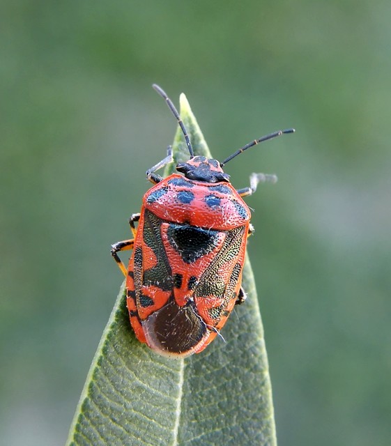 Eurydema ornata - díszespoloska Eurydema ornata - díszespoloska