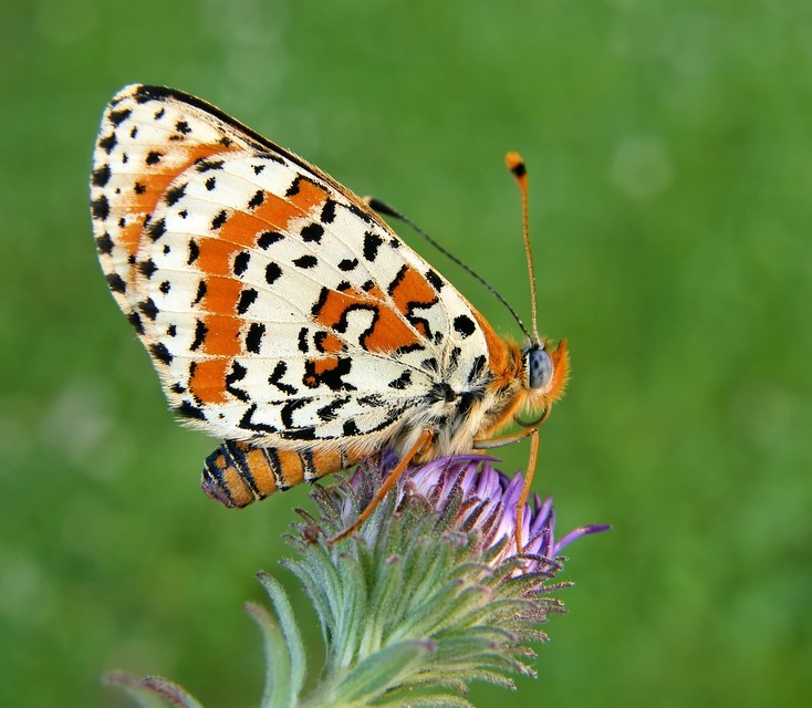 Melitaea didyma - tüzes tarkalepke