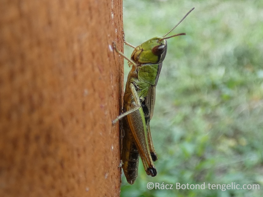 Pseudochorthippus parallelus - közönséges rétisáska