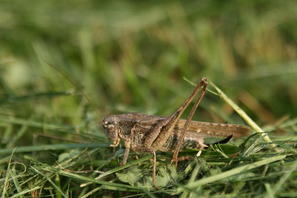 Platycleis grisea - szürke rétiszöcske