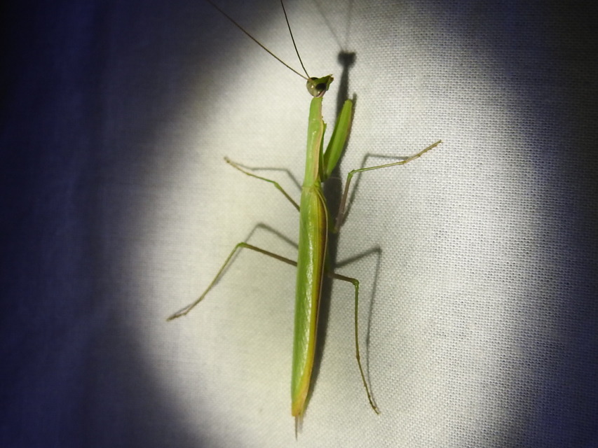 Mantis religiosa - imádkozósáska