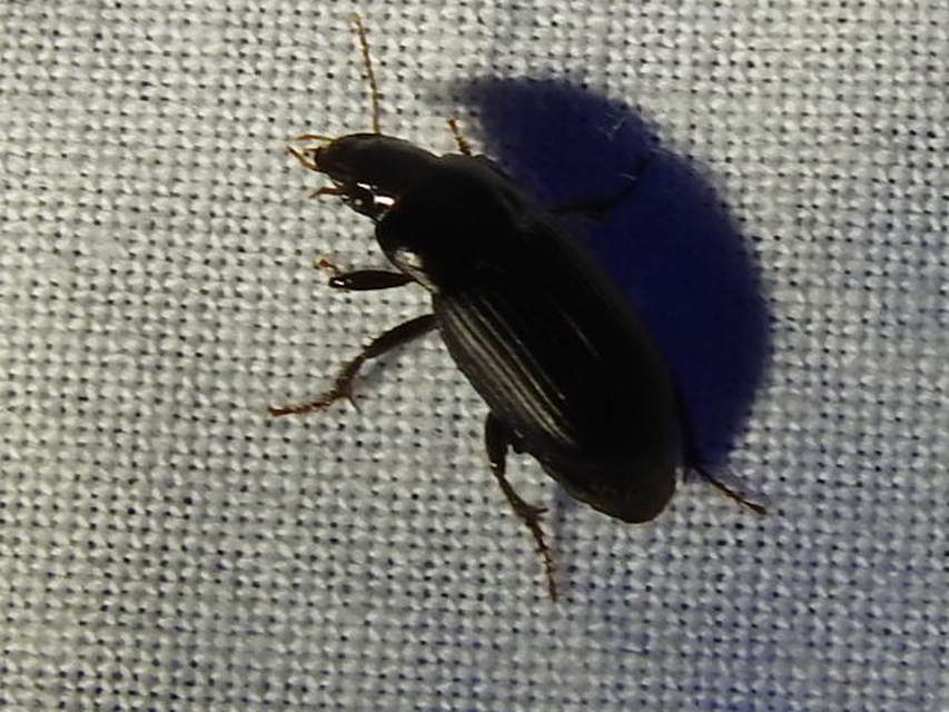 Harpalus