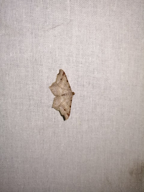 Macaria alternata - közönséges szürkearaszoló