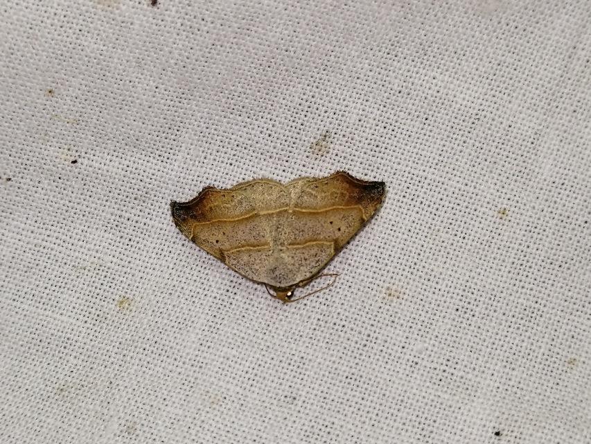 Laspeyria flexula - zuzmóbagoly