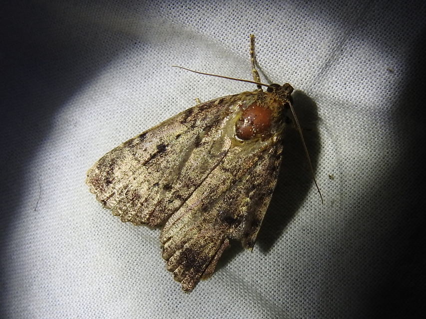 Amphipyra berbera/pyramidea