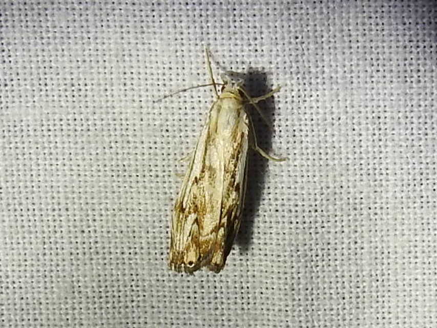 Catoptria falsella - hálós fűgyökérmoly
