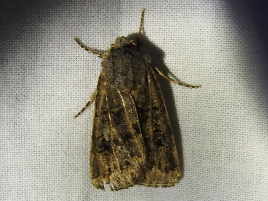 Agrotis bigramma - kétjegyű földibagoly