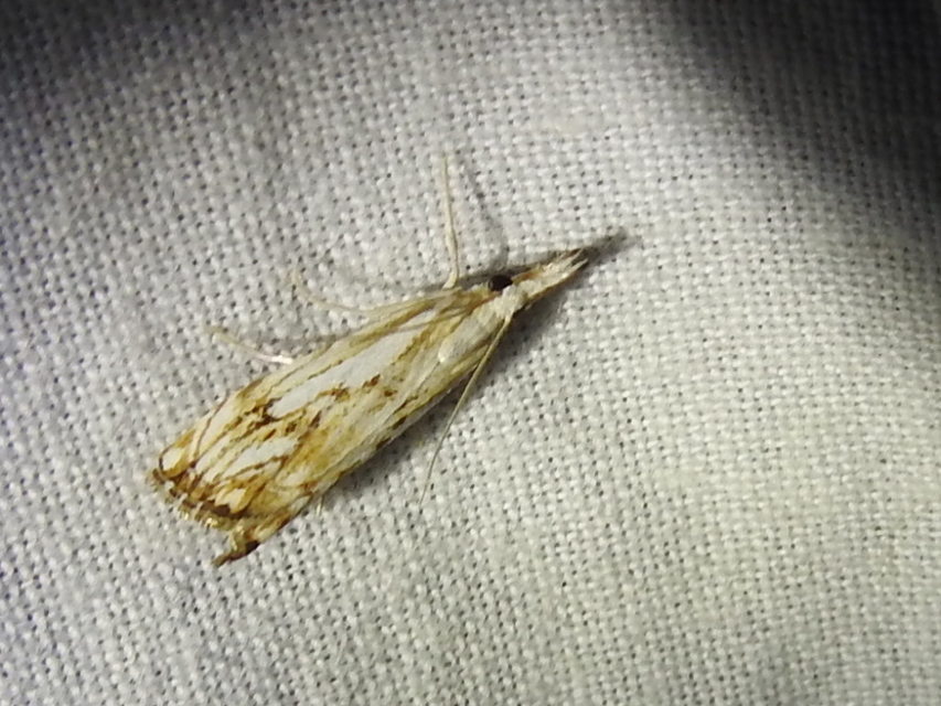 Catoptria falsella - hálós fűgyökérmoly