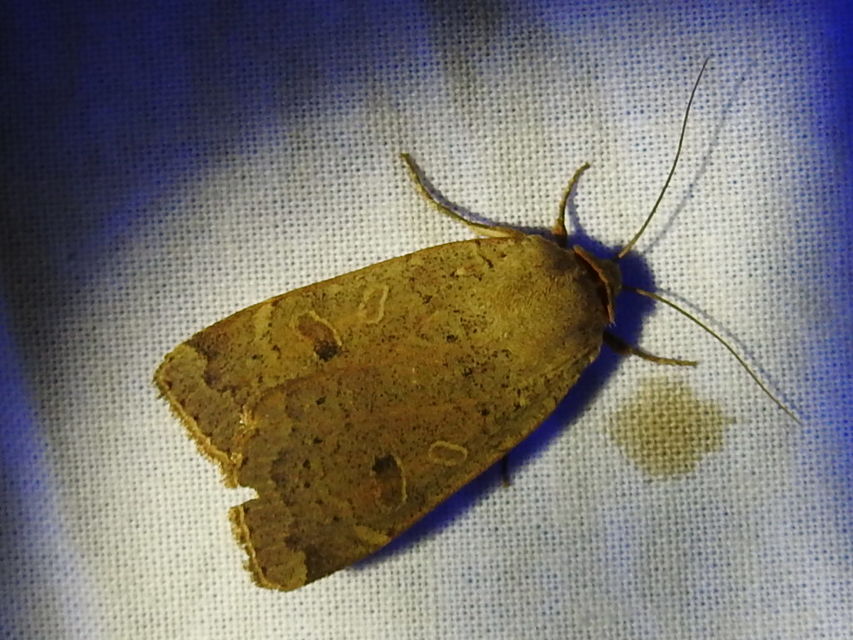 Noctua comes - kis sárgafűbagoly