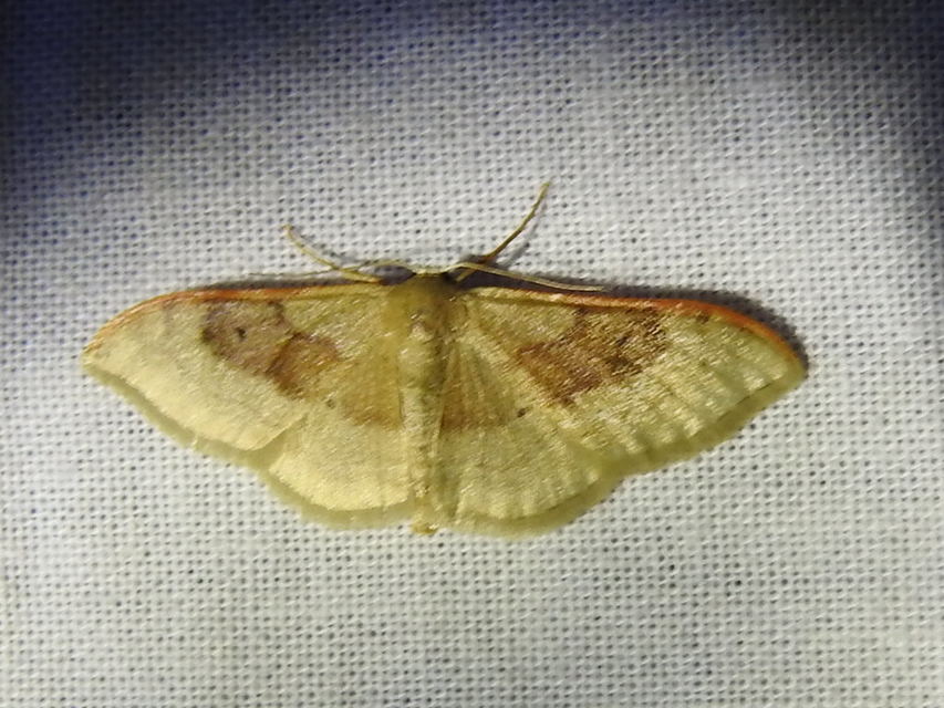 Idaea degeneraria - barnasávos araszoló