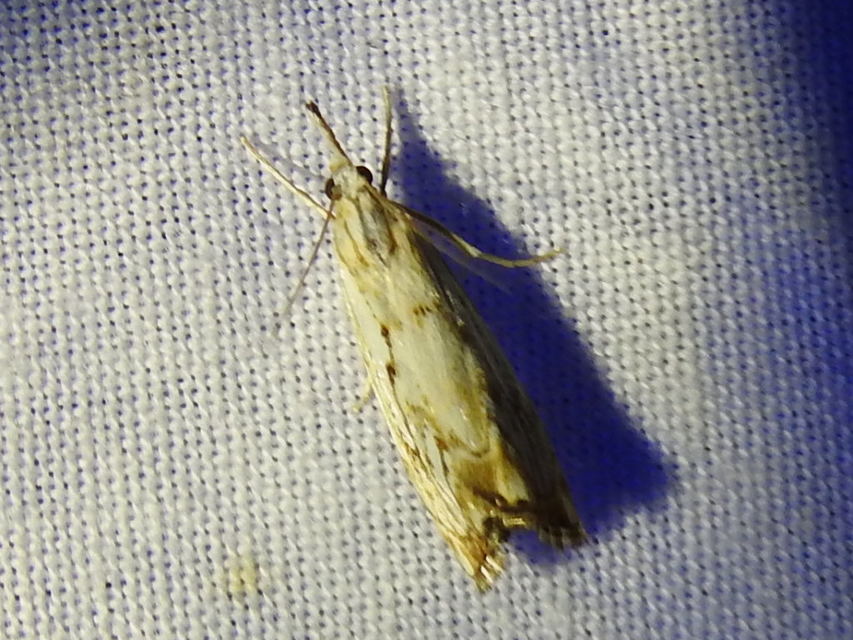 Catoptria falsella - hálós fűgyökérmoly