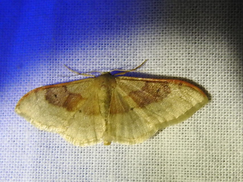 Idaea degeneraria - barnasávos araszoló