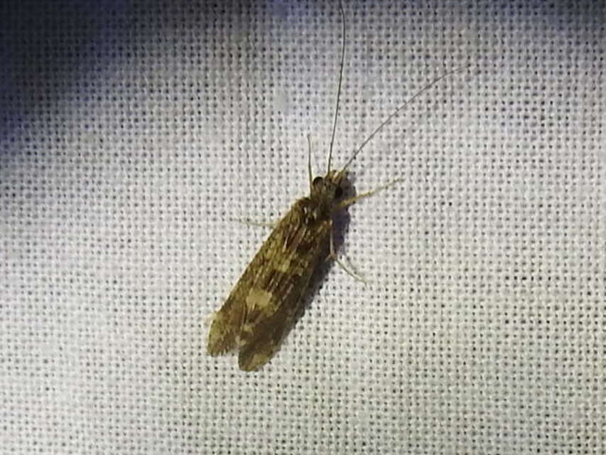 Trichoptera - Tegzesek