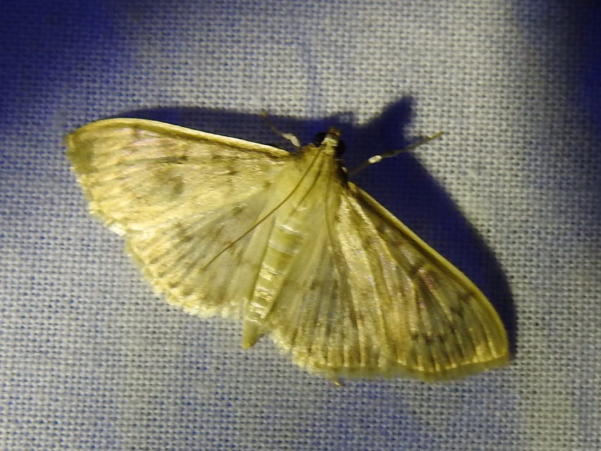 Patania ruralis - csalánevő tűzmoly