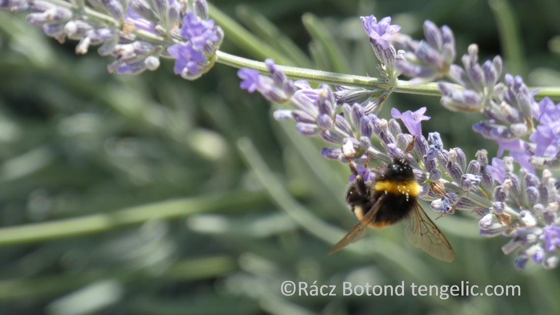 Bombus terrestris/lucorum
