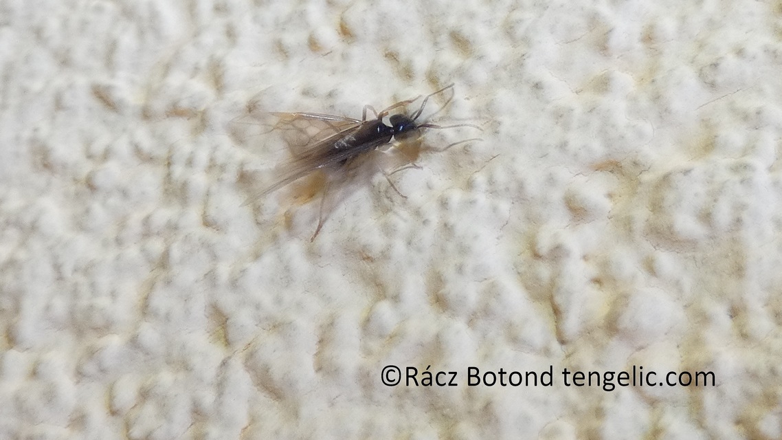 Lasius fuliginosus - kartonépítő fahangya
