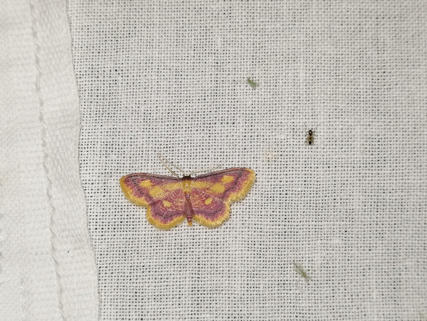 Idaea muricata - mocsári pirosaraszoló