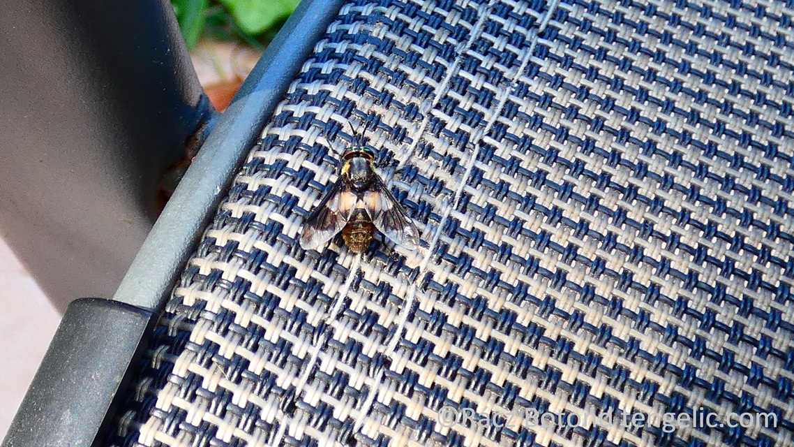 Chrysops
