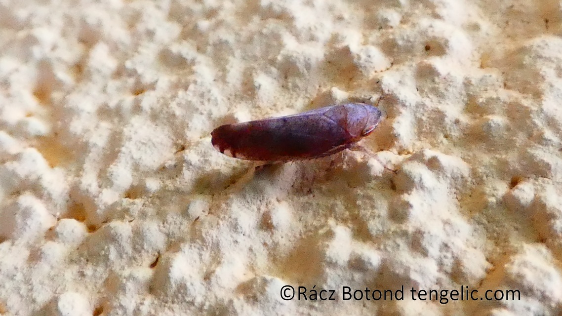 Fieberiella