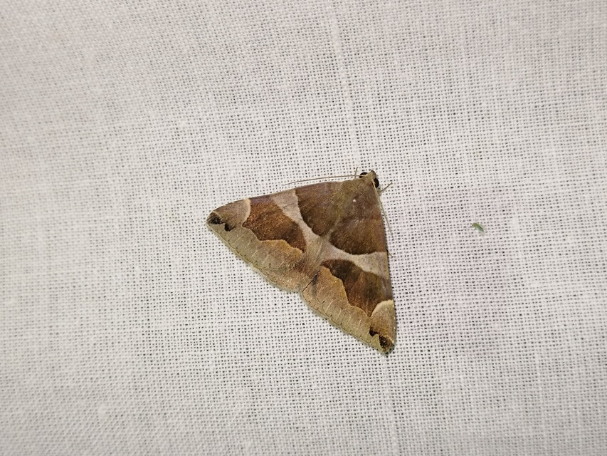 Dysgonia algira - déli porcelánbagoly