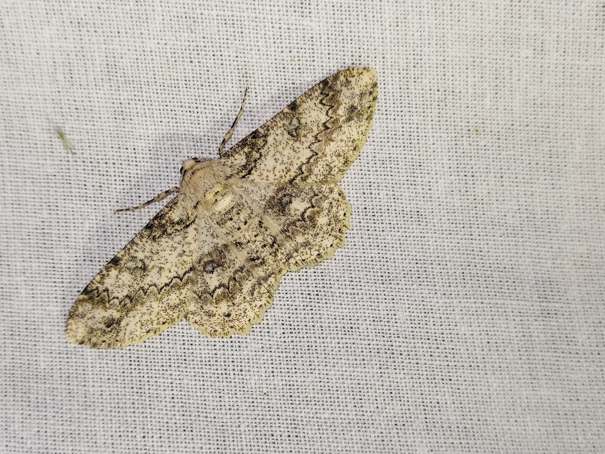 Ascotis selenaria - holdas faaraszoló