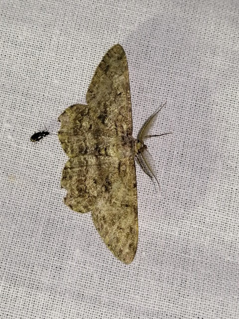 Hypomecis roboraria - nagy tölgyfaaraszoló