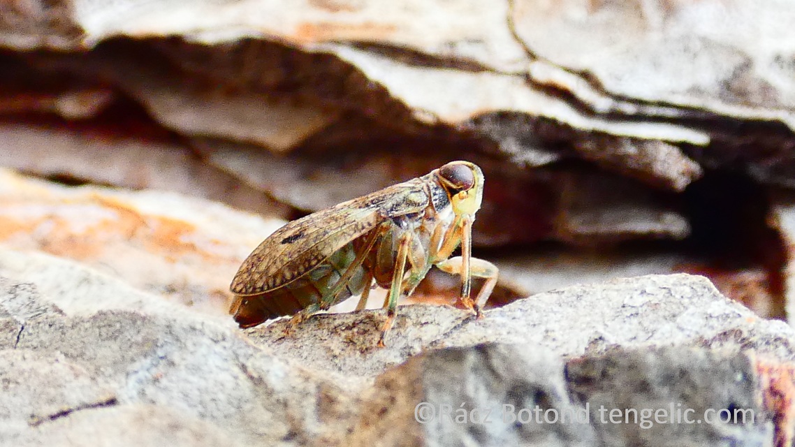 Issus coleoptratus