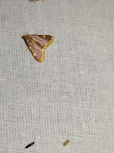 Hypsopygia costalis - szénailonca