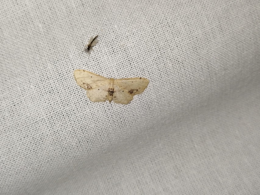 Idaea dimidiata - gyakori apróaraszoló