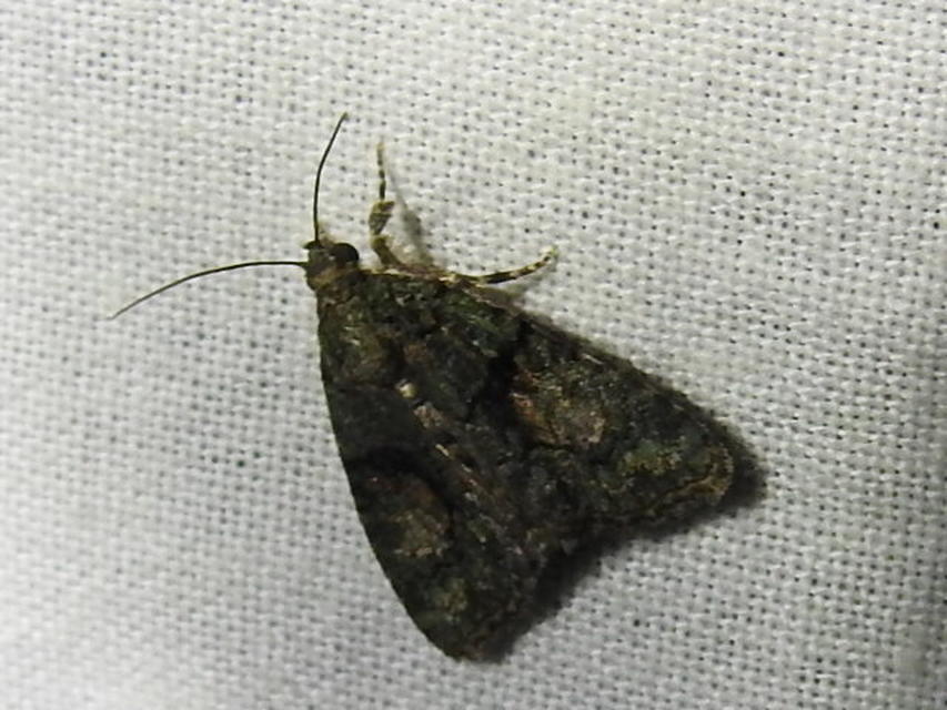 Cryphia algae - sárgászöld zuzmóbagoly