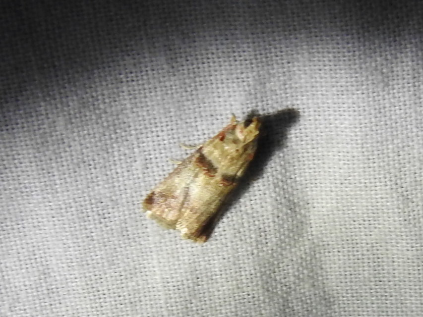 Acrobasis tumidana - bordás karcsúmoly