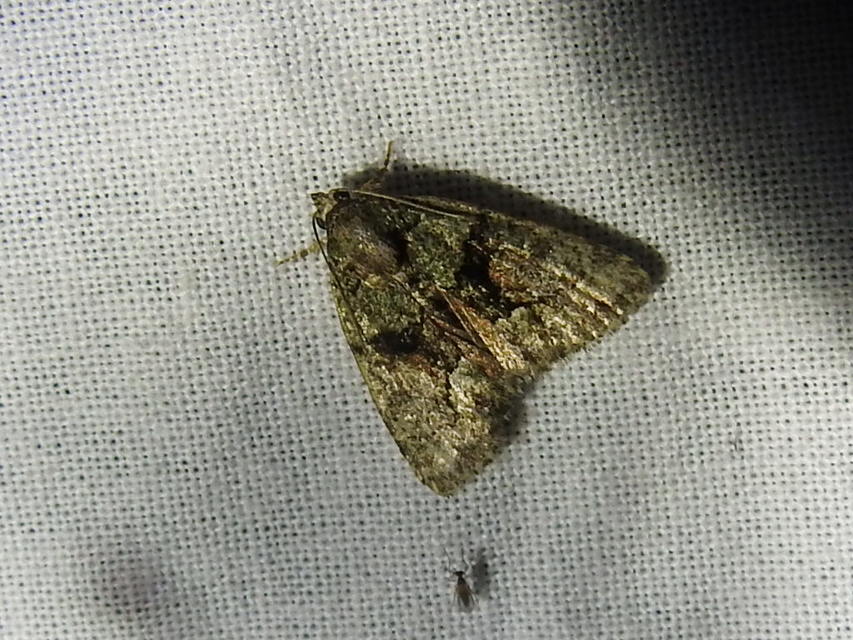 Cryphia algae - sárgászöld zuzmóbagoly