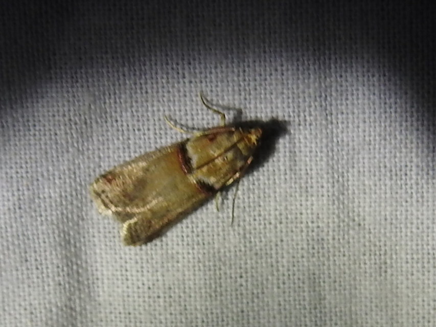Acrobasis tumidana - bordás karcsúmoly