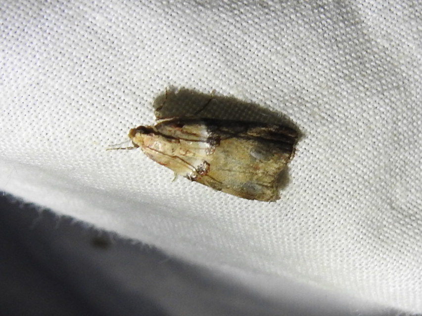 Acrobasis tumidana - bordás karcsúmoly