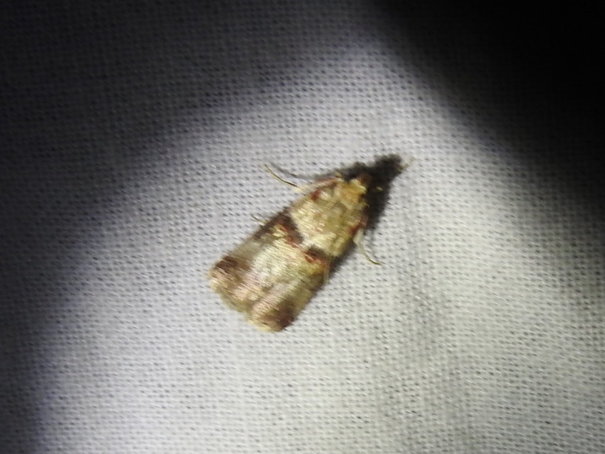 Acrobasis tumidana - bordás karcsúmoly