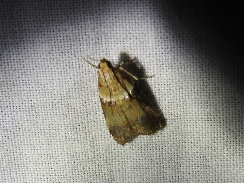 Acrobasis tumidana - bordás karcsúmoly